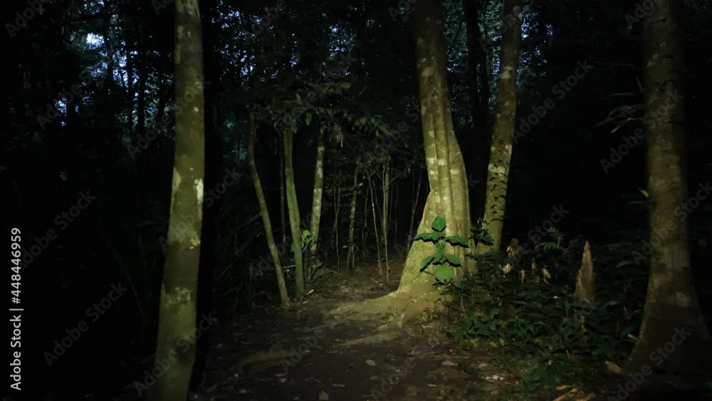 Walking during the night on a path in a tropical forest with flashlights Costa Rica