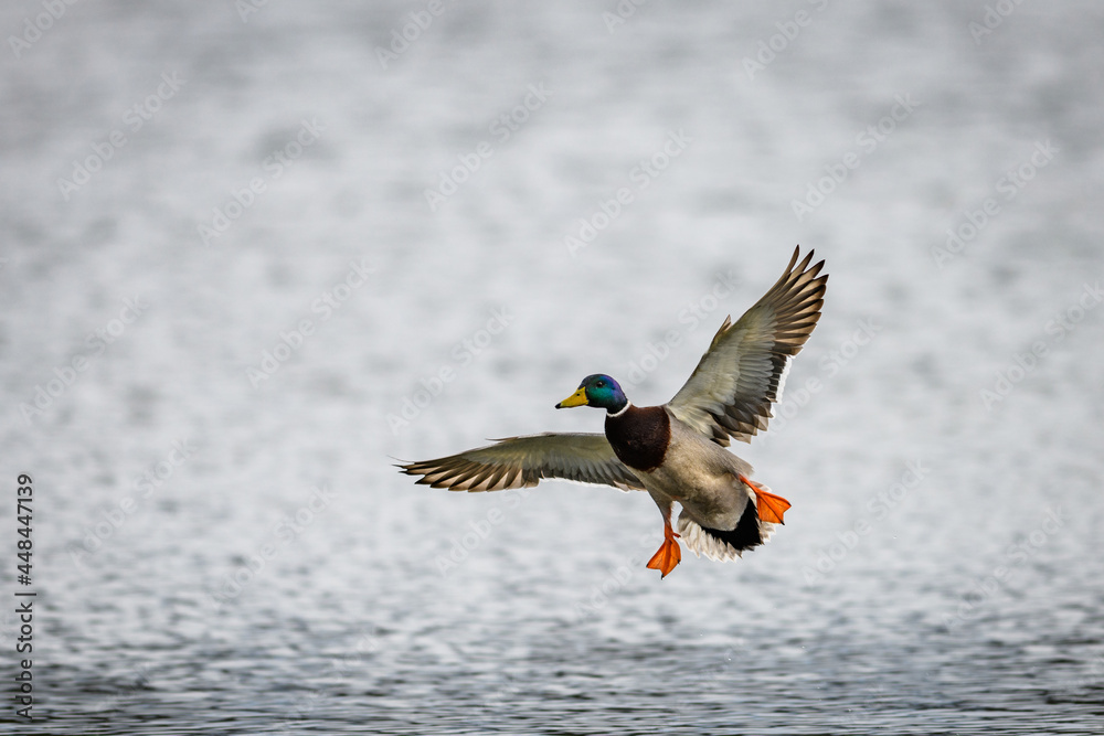 Male mallard duck landing on the surface of a pond, wings outstretched. Just above the water surface. - obrazy, fototapety, plakaty 