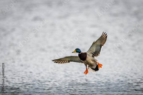 Male mallard duck landing on the surface of a pond, wings outstretched. Just above the water surface. photo