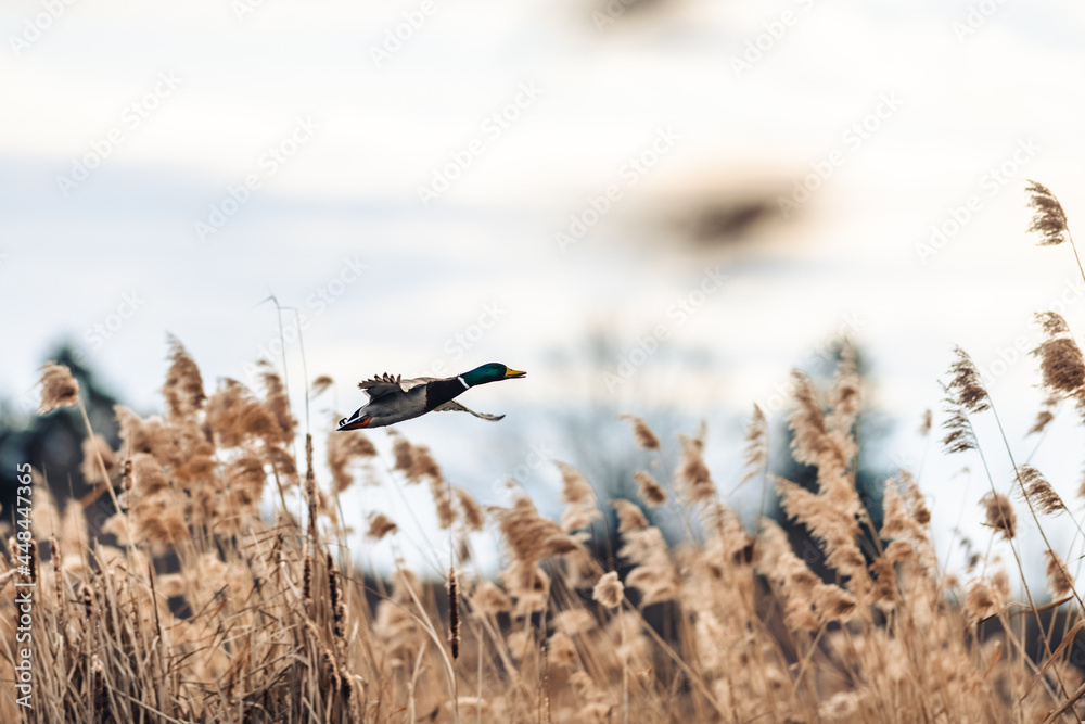 Male mallard duck flying over a pond over reeds. The duck takes off. - obrazy, fototapety, plakaty 
