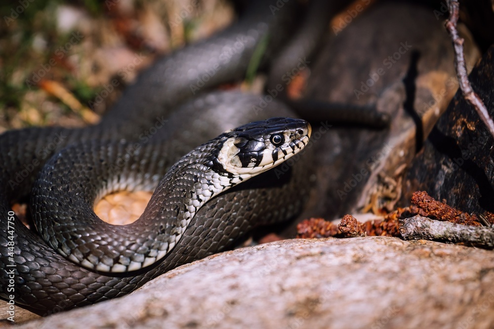 Black and white snake Black and white snake