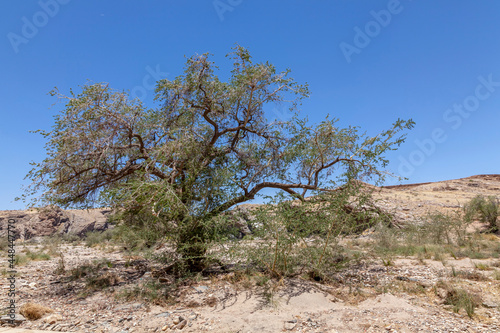 Anabaum  Trockenfluss Kuiseb in den Hakosbergen  Namibia