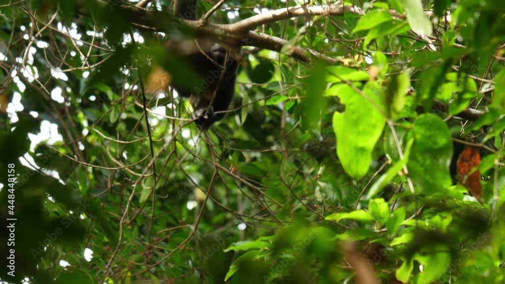 Big adult howler monkey eating fruits in a tree Costa Rica natural environment Big adult howler monkey eating fruits in a tree Costa Rica natural environment