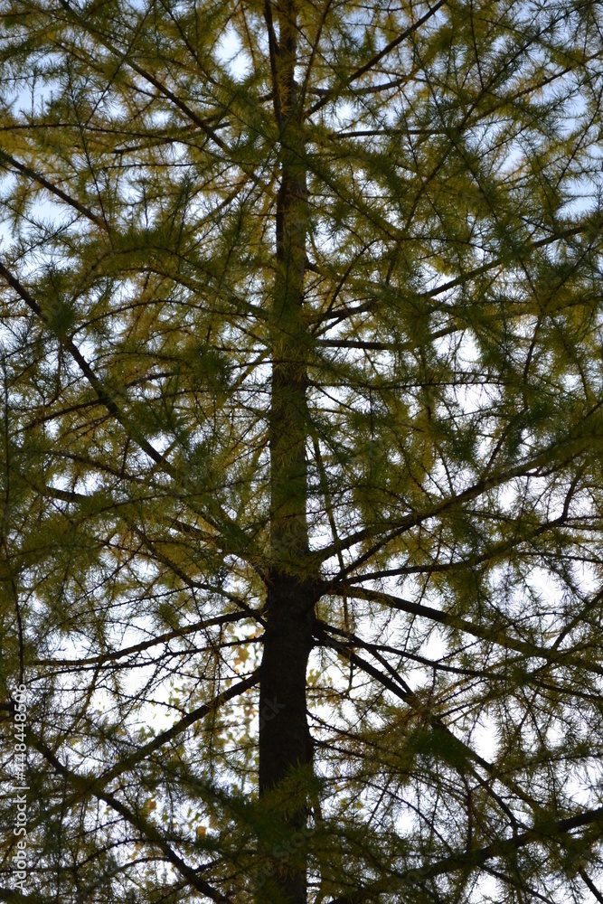 Obraz premium trees in the forest