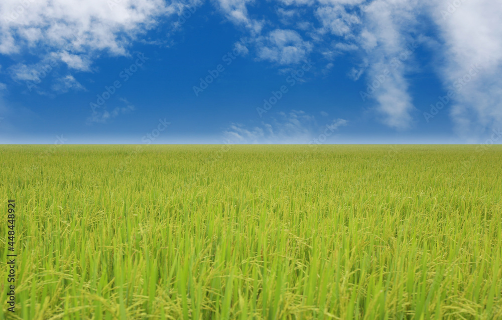 View of rice field in the daytime. View of rice field in the daytime.