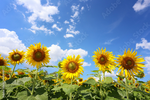 Sunflowers are blooming on a bule sky background.