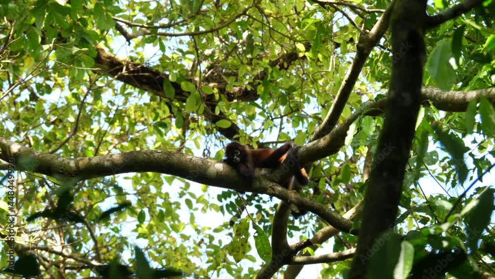 Geoffroy's spider monkey Ateles geoffroyi resting in natural habitat tropical rainforest Costa Rica Geoffroy's spider monkey Ateles geoffroyi resting in natural habitat tropical rainforest Costa Rica