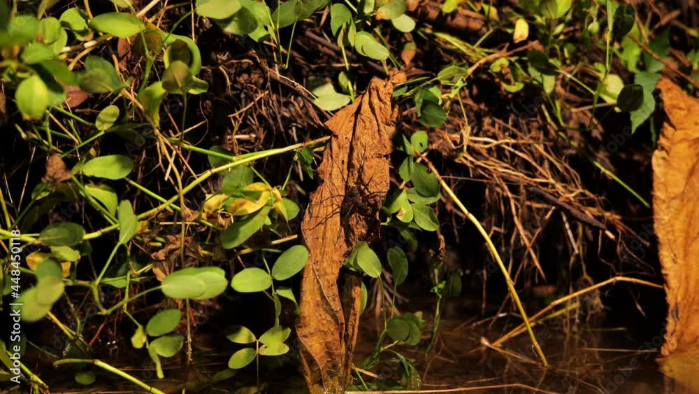 Dolomedes spider or fishing spider on a leaf close to a river Costa Rica night life Dolomedes spider or fishing spider on a leaf close to a river Costa Rica night life