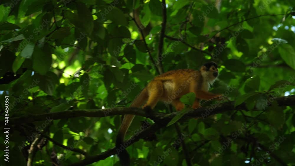 red-backed squirrel monkey walking on branches with agility Costa Rica forest 