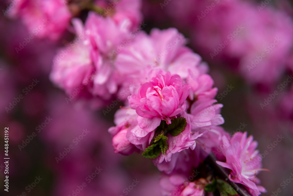 Spring background with pink blossom. Close-up image of the nature