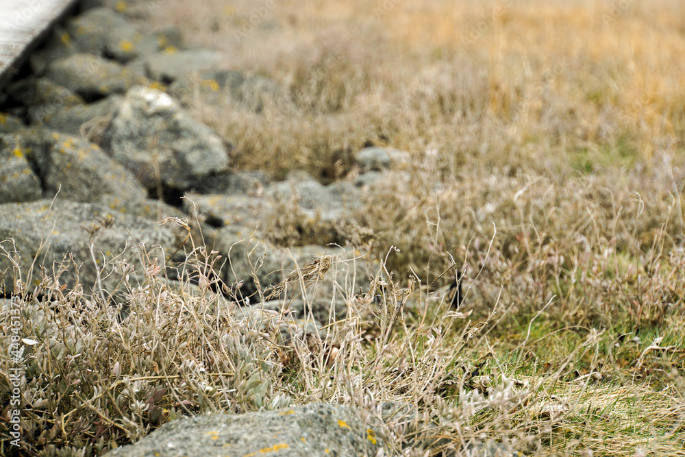 grass in the sand