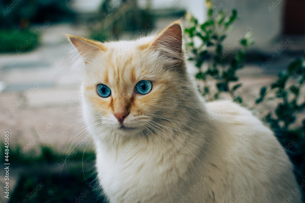 Gatita de ojos azules Gatita de ojos azules
