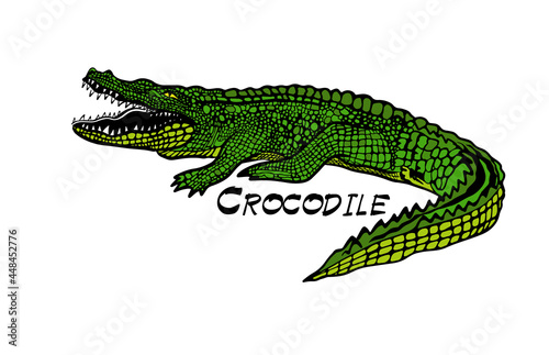 Green crocodile  alligator on white background. T-shirt print. Vector illustration