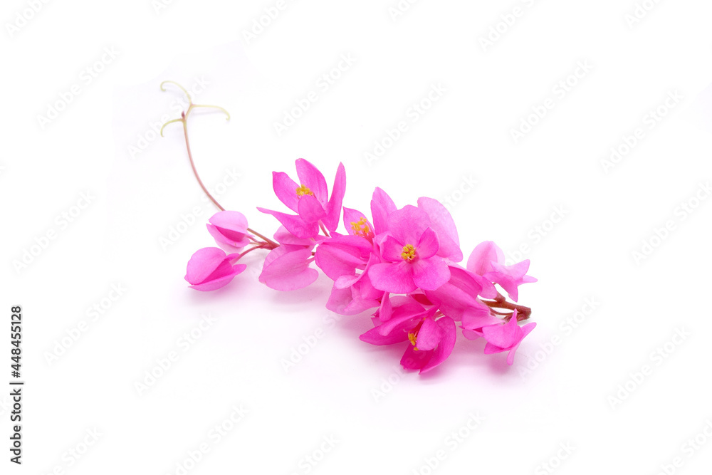 Edible flowers : Mexican creeper isolated on white background. Mexican creeper (Antigonon leptopus) common name Coral vine, Chain of love, Pink vine, Honolulu creeper Edible flowers : Mexican creeper isolated on white background. Mexican creeper (Antigonon leptopus) common name Coral vine, Chain of love, Pink vine, Honolulu creeper