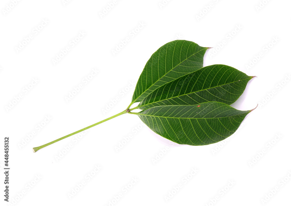Obraz premium Rubber tree leaf isolated on white background. Para rubber tree (Hevea brasiliensis), also known as sharinga tree, seringueira,rubber tree or rubber plant