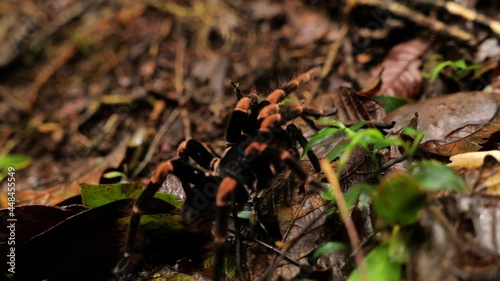 orange kneed tarantula Megaphobema mesomelas walking in Monteverde cloud forest Costa Rica
 photo