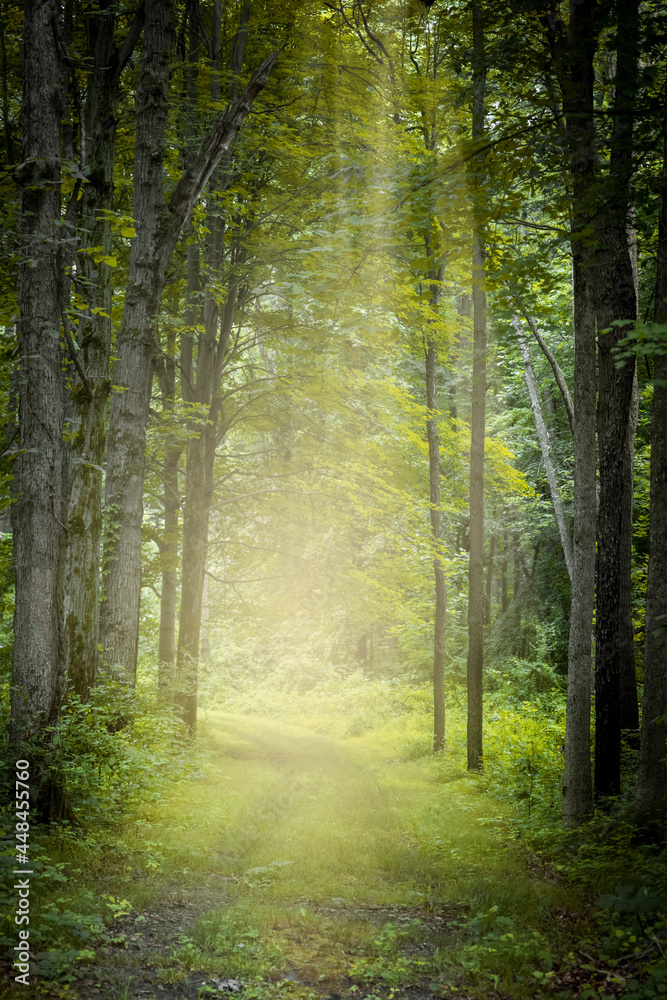 Fototapeta premium Tall Maple trees by the trail with morning mist in rural Michigan