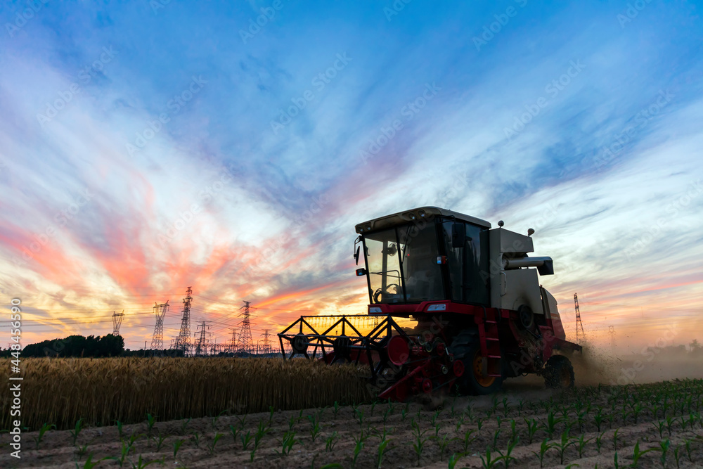 Obraz premium The combine is harvesting the wheat in the evening