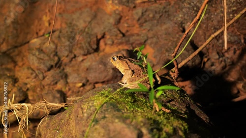 Cane toad on a rock rhinella marina during night Costa Rica rainforest photo