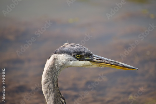 Great Blue Heron at the lake