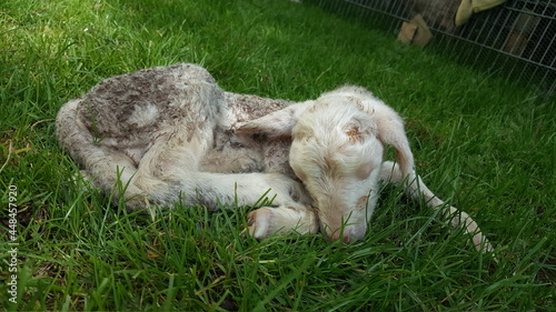 white goat eating grass