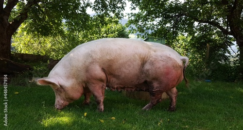 pig in a field