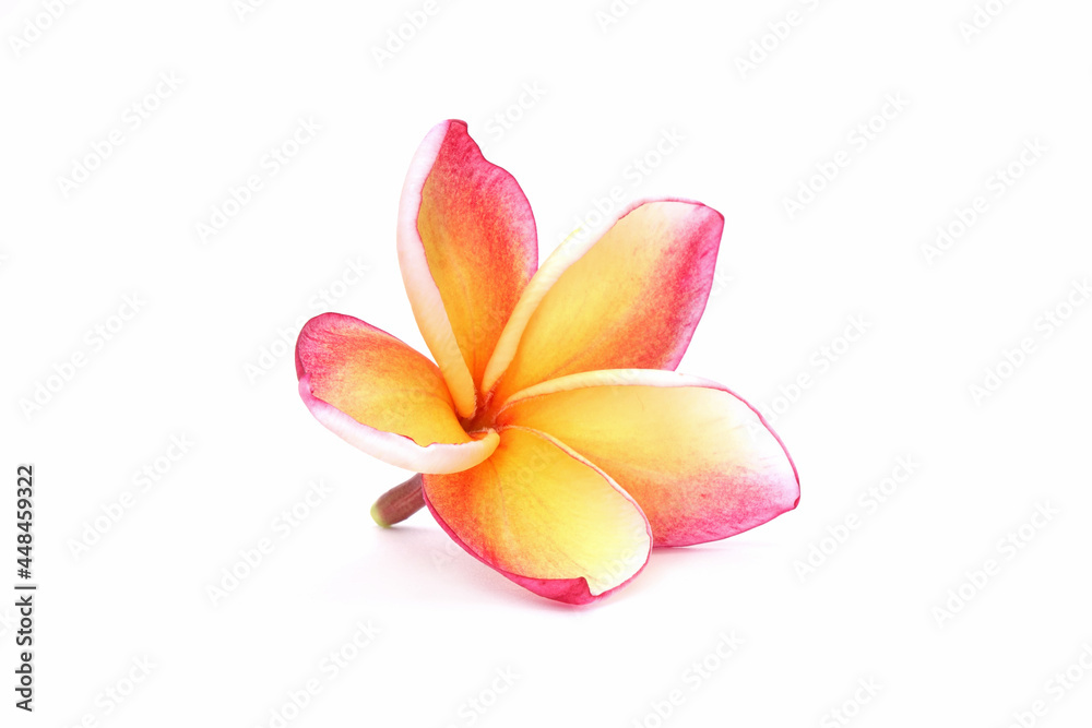 frangipani plumeria flower isolated