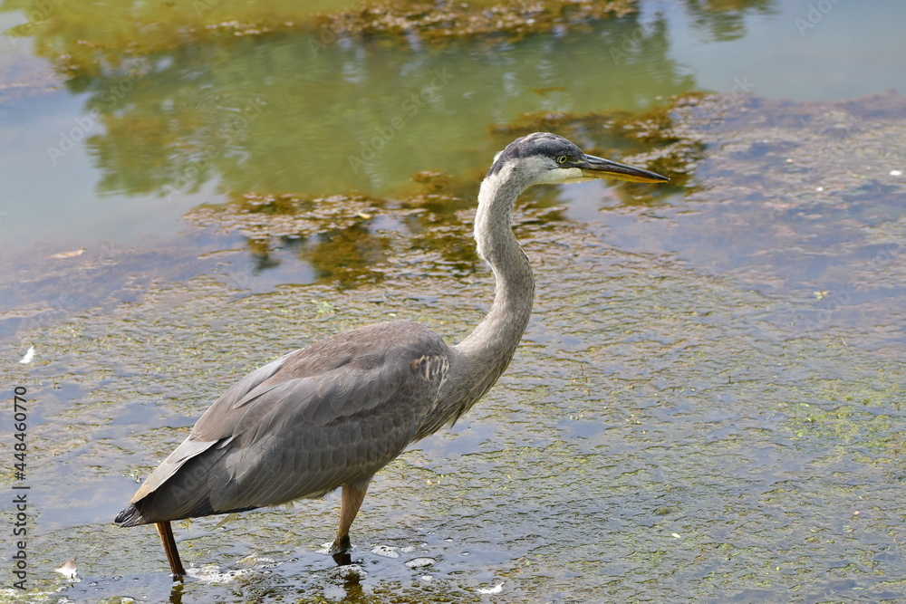 Fototapeta premium Great Blue Heron