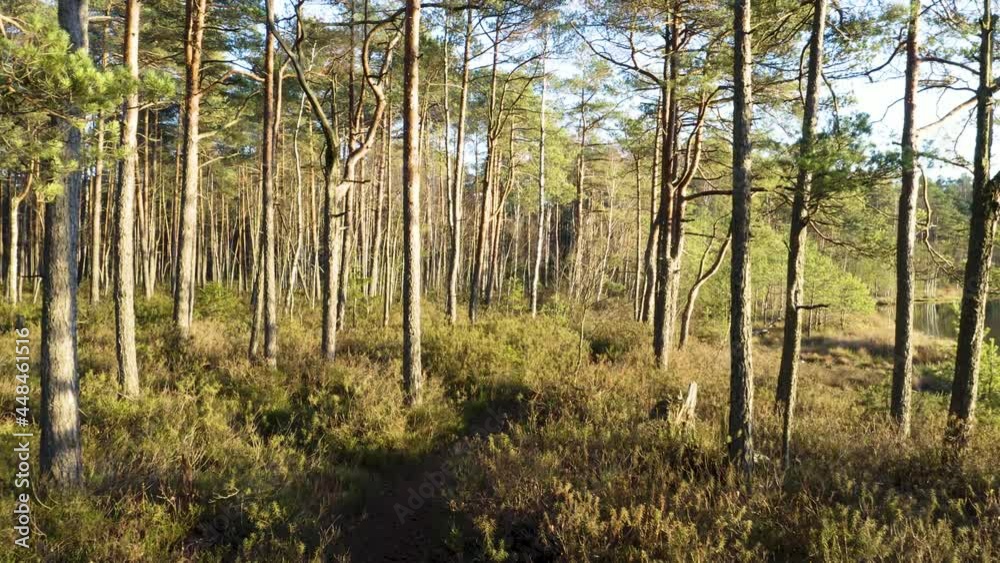 Drone shot flying on autumn forest. Slow flight in forest on fall season.
Drone shot flying on autumn forest. Slow flight in forest on fall season.