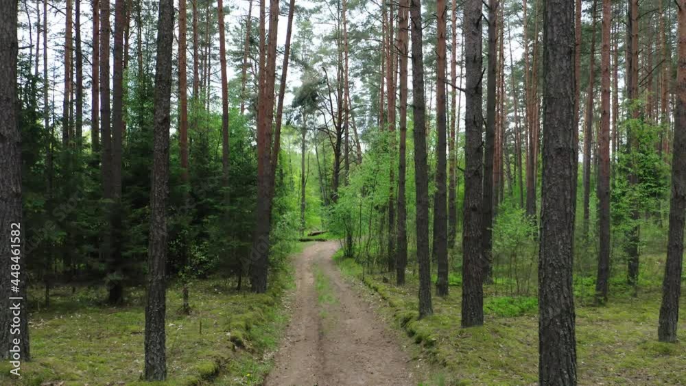 Drone shot flying on summer pine tree forest. Drone shot flying on summer pine tree forest.
