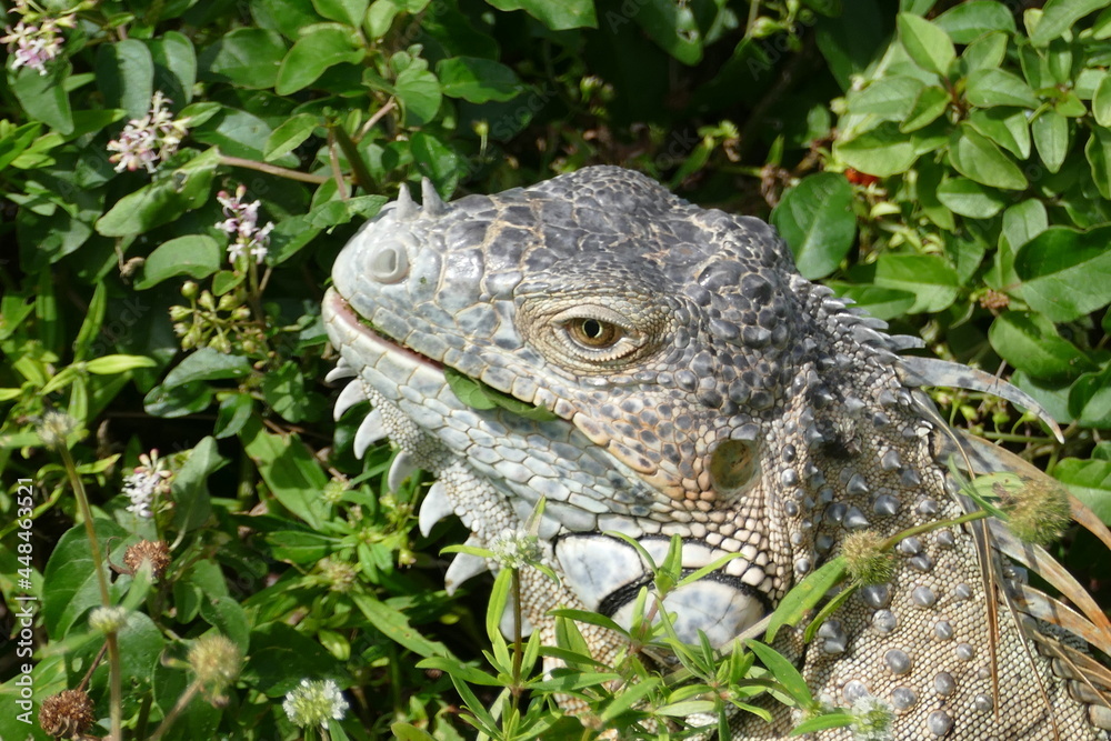 Obraz premium iguana on a branch