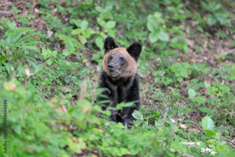 Fototapeta premium ドングリを食べるヒグマの幼獣(北海道・知床)