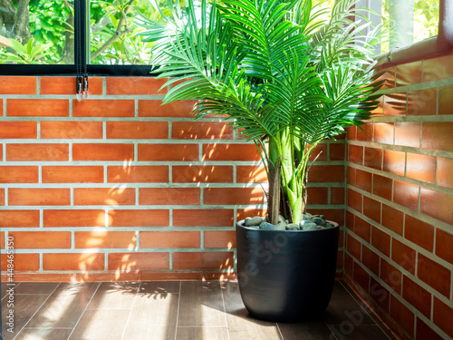 Fototapeta Naklejka Na Ścianę i Meble -  Empty space on brick wall background with green leaves in black ceramic pot on parquet floor at the room corner with glass window and sunlight from outside.