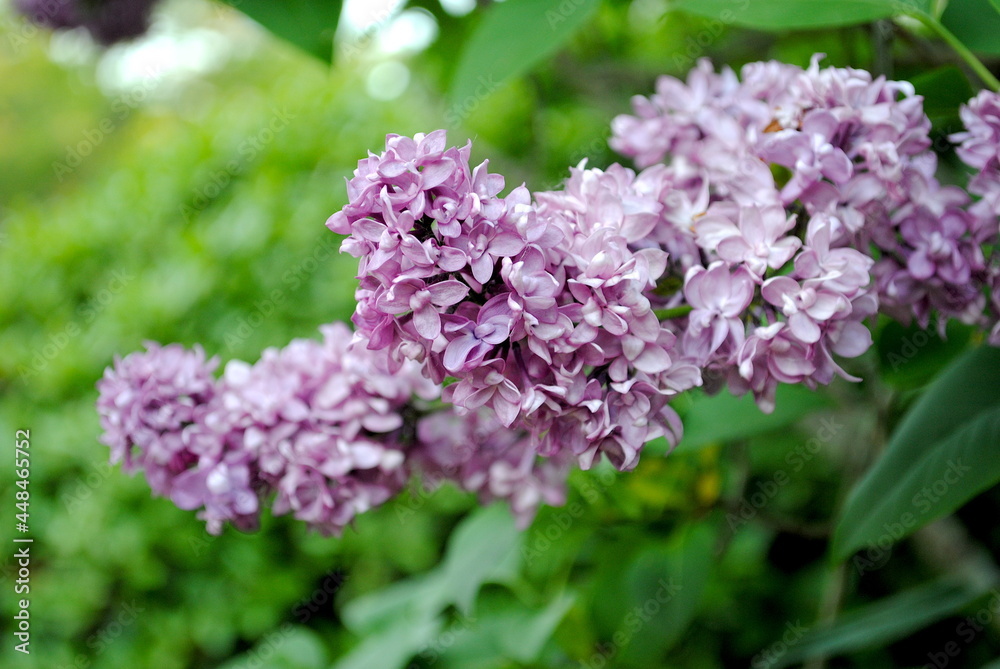 Light purple lilac flowers close up Light purple lilac flowers close up