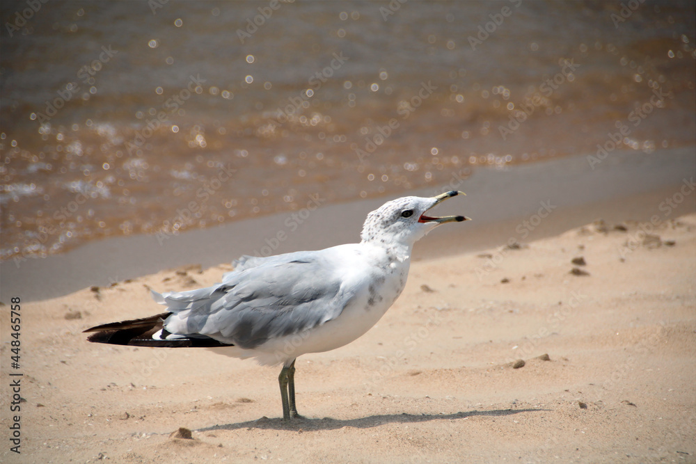 seagull on the beach seagull on the beach