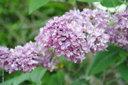 Light purple lilac flowers close up