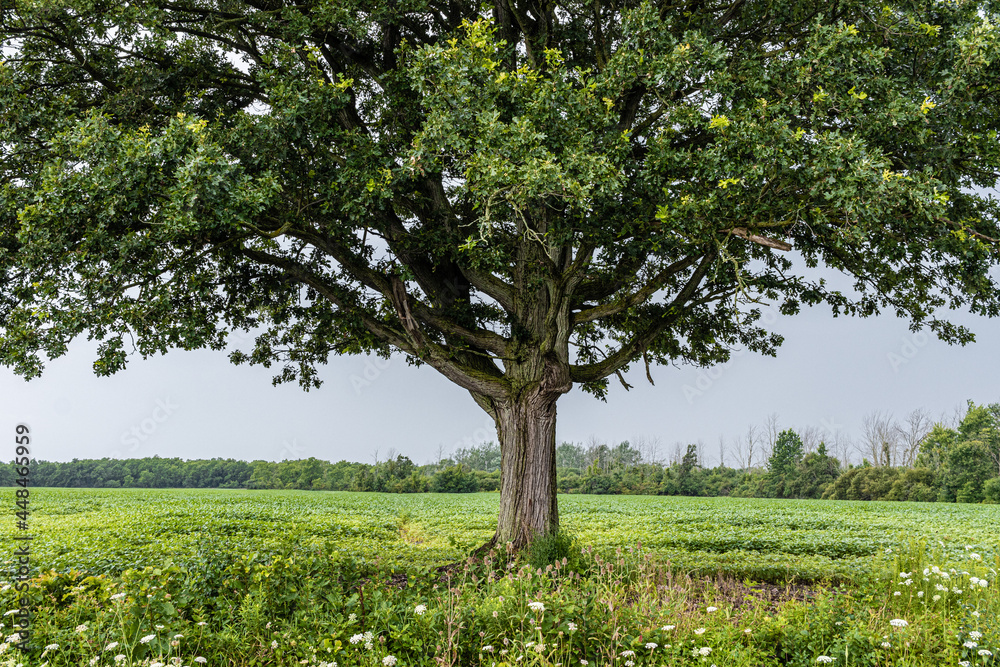 Single tree with meadow and trees on horizon. Tree in centre