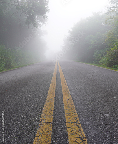 A paved road in the dense forest leads to a wall of fog surrounded by trees.