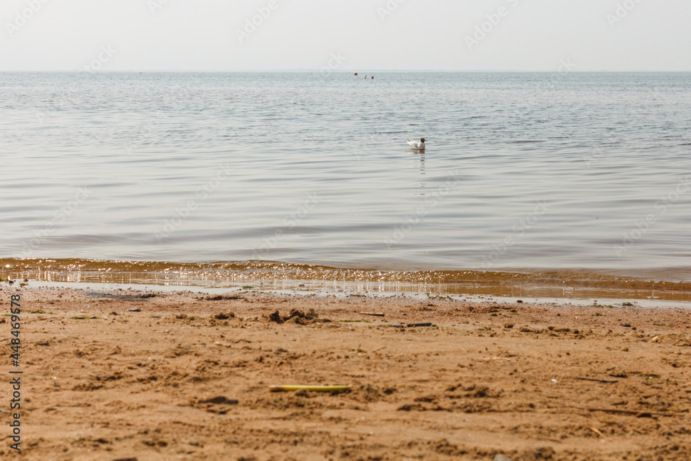 Seagull swimming at Baltic Sea shore near Saint Petersburg, Russia. Waves Seagull swimming at Baltic Sea shore near Saint Petersburg, Russia. Waves