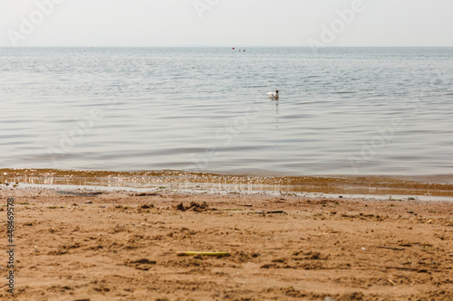 Seagull swimming at Baltic Sea shore near Saint Petersburg, Russia.  Waves
