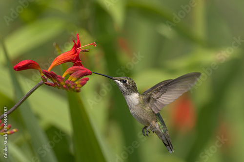 hummingbird in flight photo