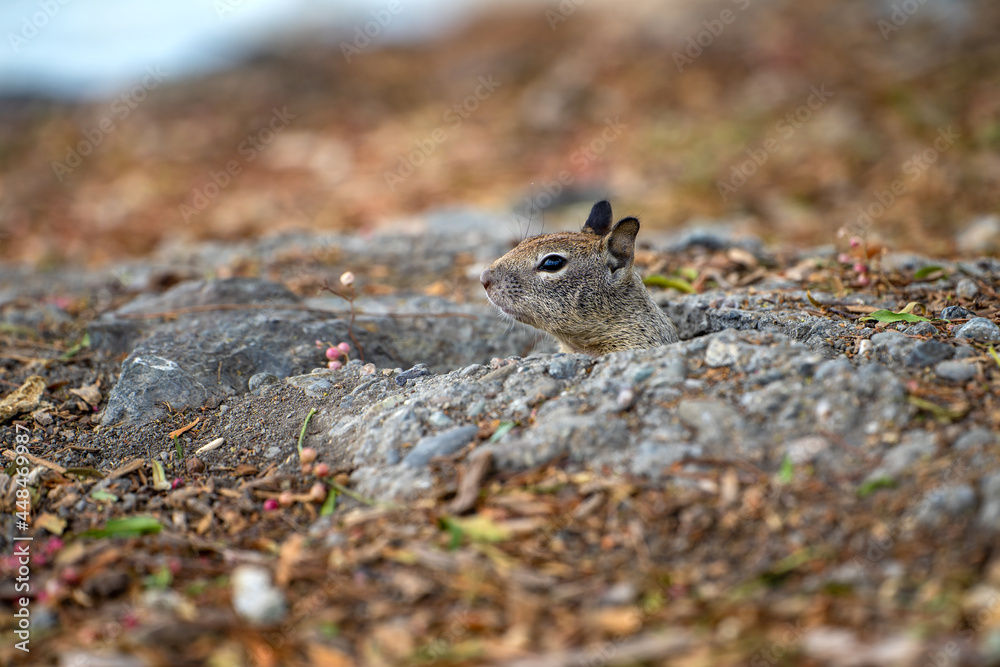 California Ground Squirrel (Spermophilus beecheyi) looks out of its burrow, Fremont Central Park California Ground Squirrel (Spermophilus beecheyi) looks out of its burrow, Fremont Central Park