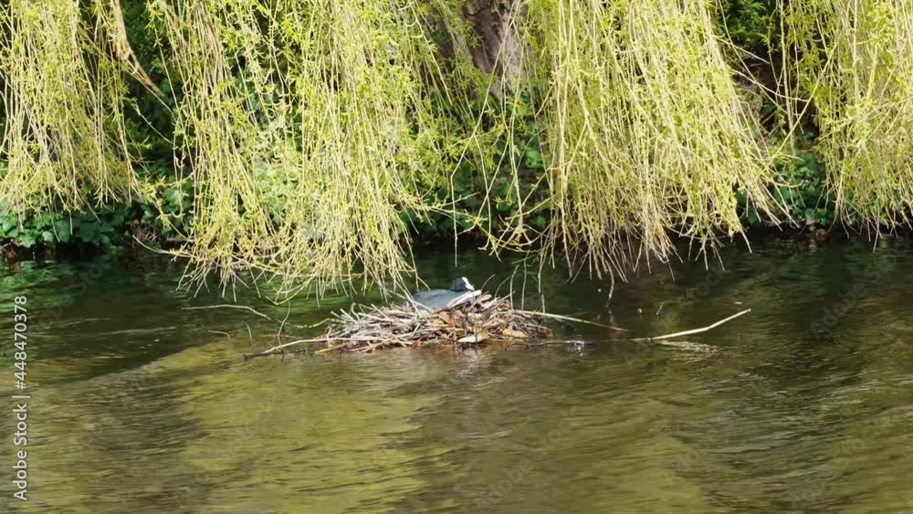 Eurasian Coot Resting On Nest In River. Slow Motion