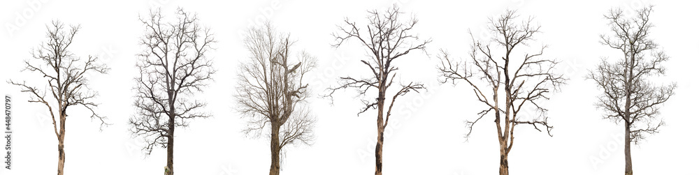 dead trees or dry tree collection isolated on white background. dead trees or dry tree collection isolated on white background.