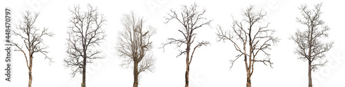 Fotografiet dead trees or dry tree collection isolated on white background.