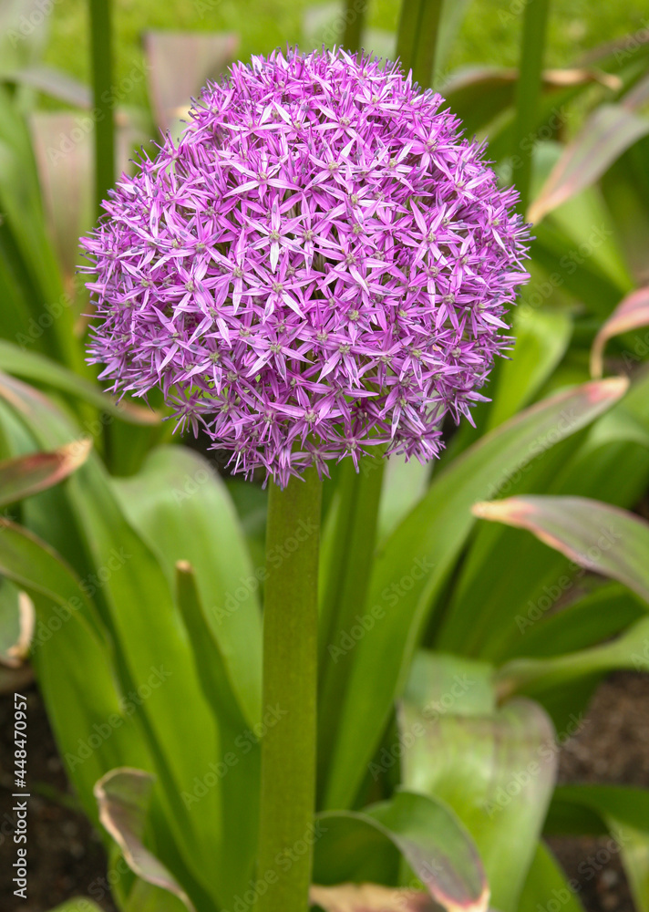 Fototapeta premium close up of a hyacinth