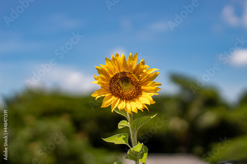 sunflower against blue sky