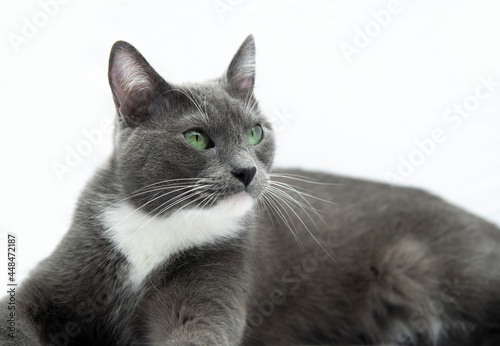 Gata gris posando acostada en fondo blanco gatita mascota mirando atentamente close up