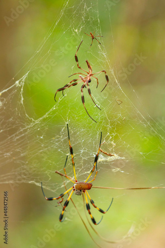 Golden Orbweaver Resting on Web With Baby