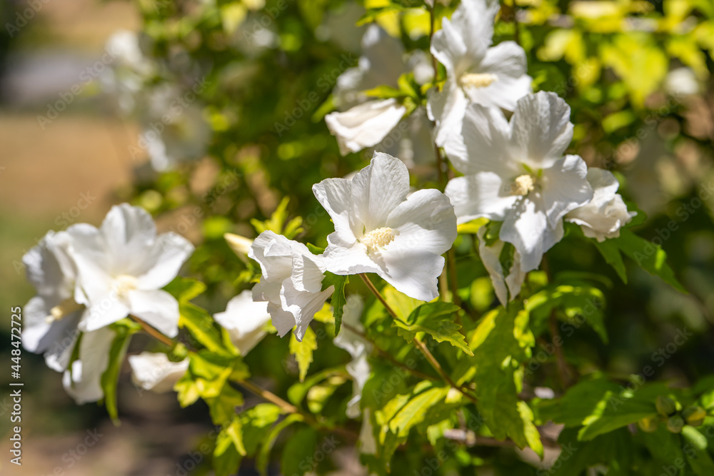 Obraz premium White Hibiscus flowers close up.